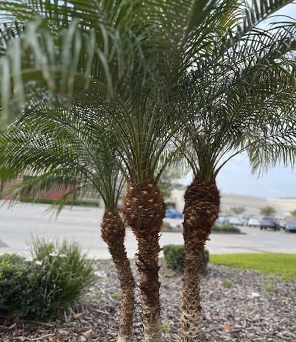 Palm Trimming